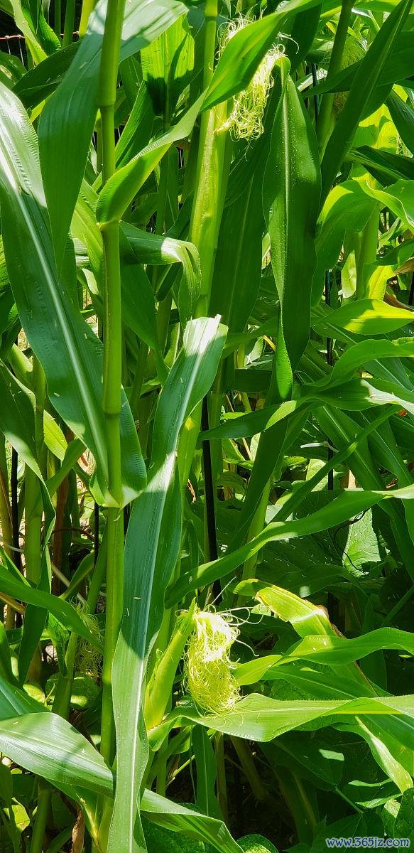 配资炒股平台官网 《玉米种植最佳温度揭秘：温度多少度最适宜？》